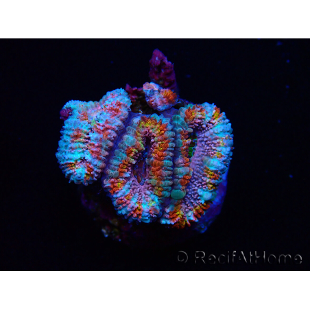 WYSIWYG Micromussa lordhowensis (ehemals Acanthastrea)