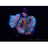 WYSIWYG Micromussa lordhowensis (ex Acanthastrea)
