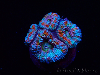 WYSIWYG Micromussa lordhowensis (ehemals Acanthastrea)