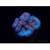 WYSIWYG Micromussa lordhowensis (ex Acanthastrea)