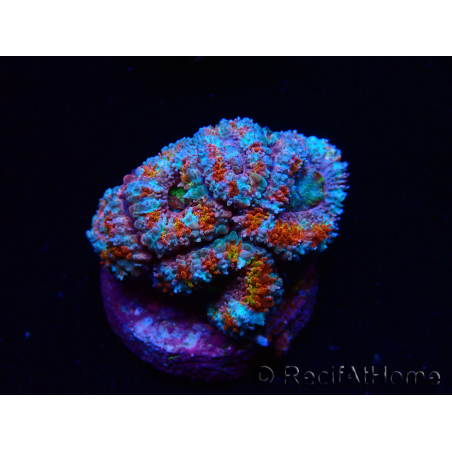 WYSIWYG Micromussa lordhowensis (ex Acanthastrea)
