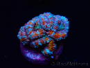 WYSIWYG Micromussa lordhowensis (ex Acanthastrea) 6J9