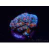 WYSIWYG Micromussa lordhowensis (ex Acanthastrea) 6J9