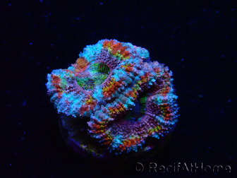 WYSIWYG Micromussa lordhowensis (ehemals Acanthastrea) 6K2