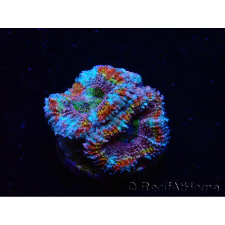 WYSIWYG Micromussa lordhowensis (ehemals Acanthastrea) 6K2