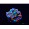 WYSIWYG Micromussa lordhowensis (formerly Acanthastrea) 6K2
