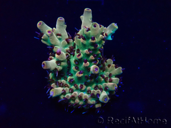 WYSIWYG Acropora 15A1 Mariculture acclimaté led