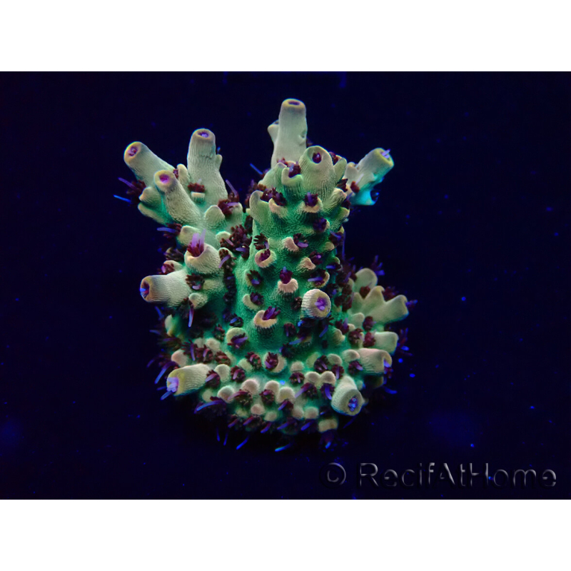 WYSIWYG Acropora Maricultura aclimatada LED