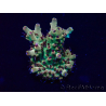 WYSIWYG Acropora 15A1 Mariculture acclimaté led