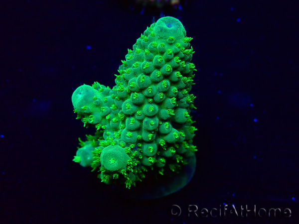 WYSIWYG Acropora Maricultuur geacclimatiseerd LED