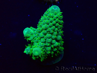 WYSIWYG Acropora Maricultura aclimatada LED