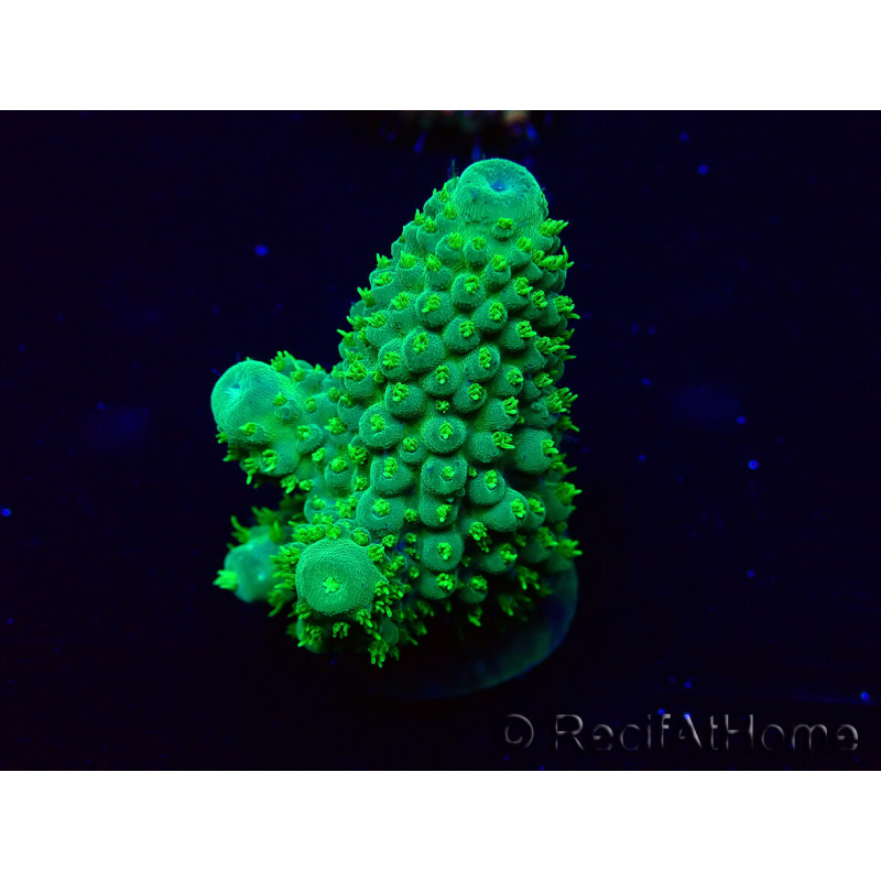 WYSIWYG Acropora Mariculture acclimated LED