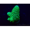 WYSIWYG Acropora Marikultur akklimatisiert LED