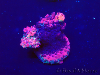 WYSIWYG Acropora Marikultur akklimatisiert LED