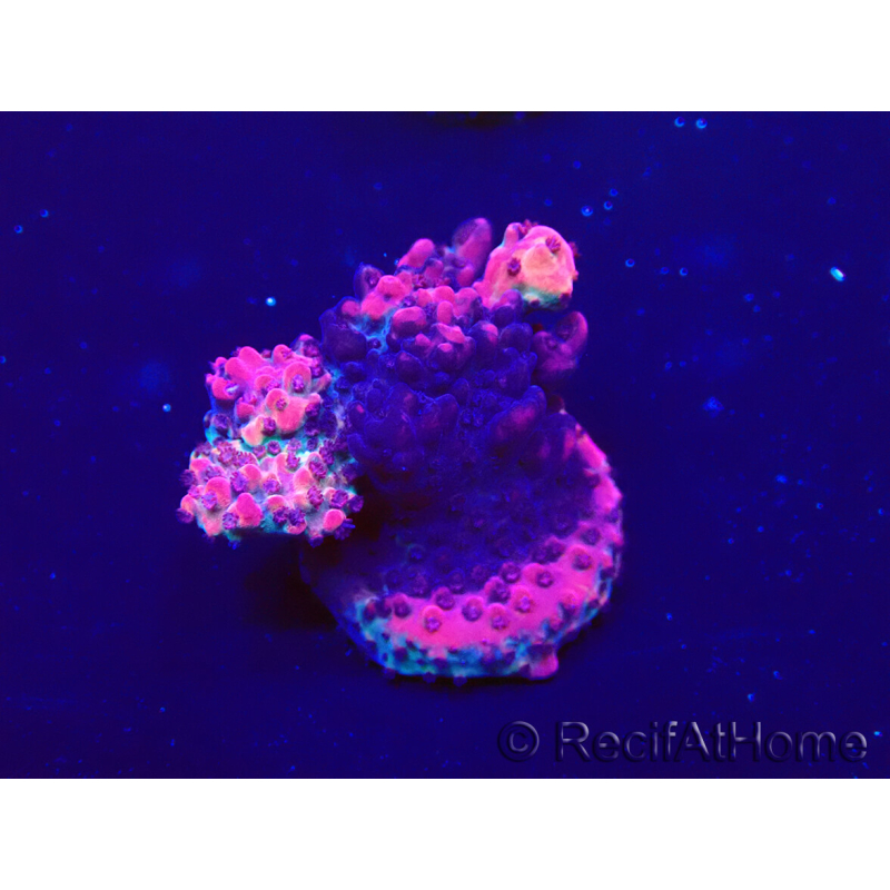 WYSIWYG Acropora Marikultur akklimatisiert LED