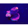 WYSIWYG Acropora Maricoltura acclimatata a LED