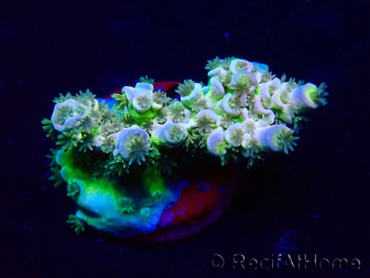 WYSIWYG Acropora Maricultured acclimated LED