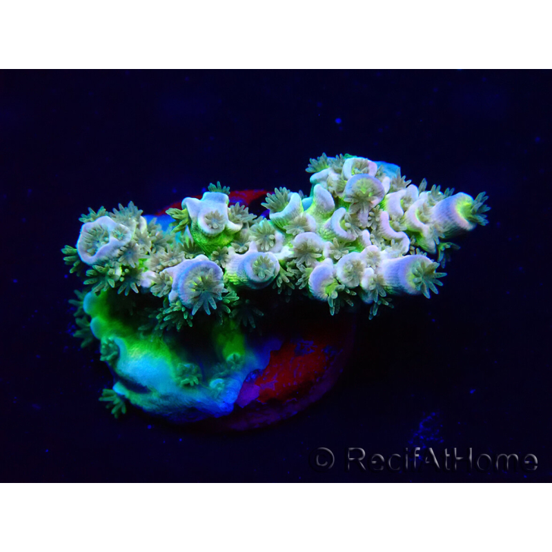 WYSIWYG Acropora Mariculture acclimaté led