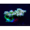 WYSIWYG Acropora Maricultura aclimatada LED