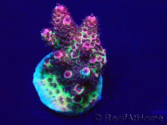 WYSIWYG Acropora Mariculture acclimated LED