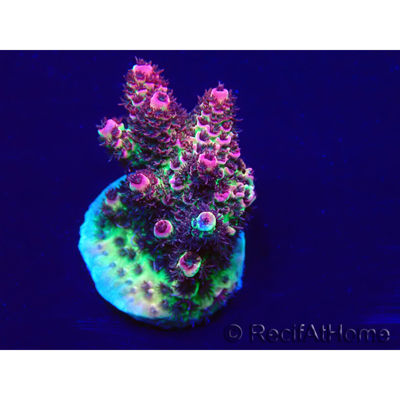WYSIWYG Acropora hyacinthus 15A11 Mariculture acclimaté led