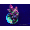 WYSIWYG Acropora Marikultur akklimatisiert LED