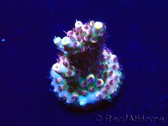 WYSIWYG Acropora Mariculture acclimaté led