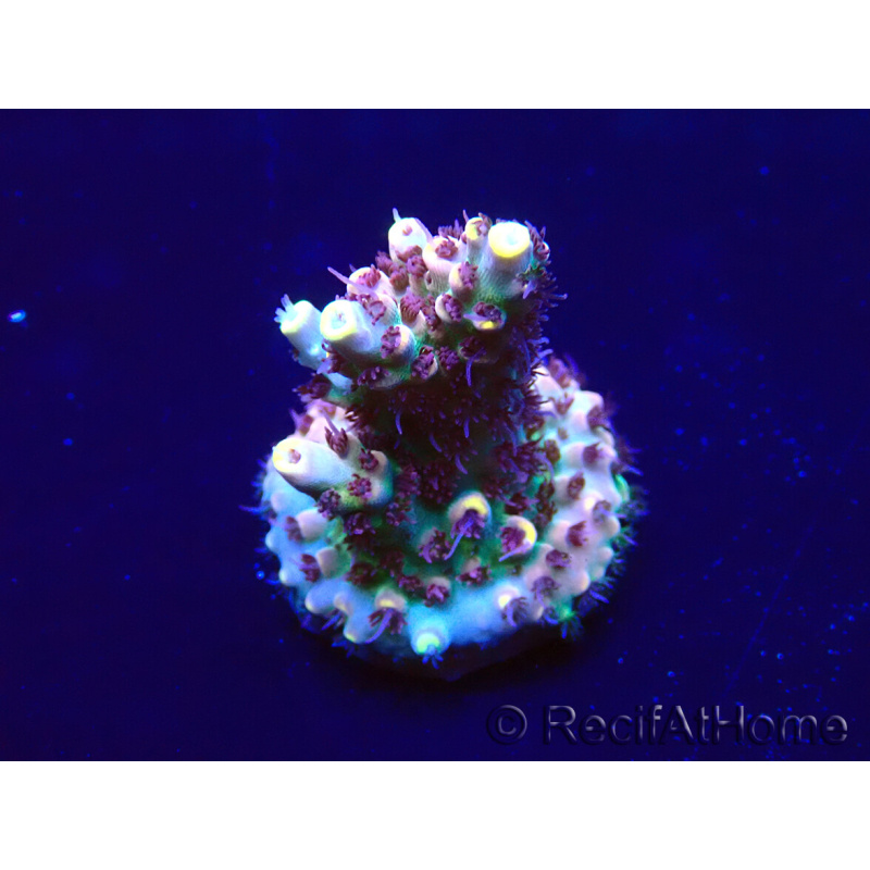 WYSIWYG Acropora Mariculture acclimated LED