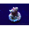 WYSIWYG Acropora Maricultura aclimatado led