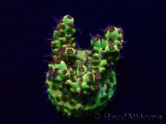 WYSIWYG Acropora tenuis 15B2 Mariculture acclimaté led