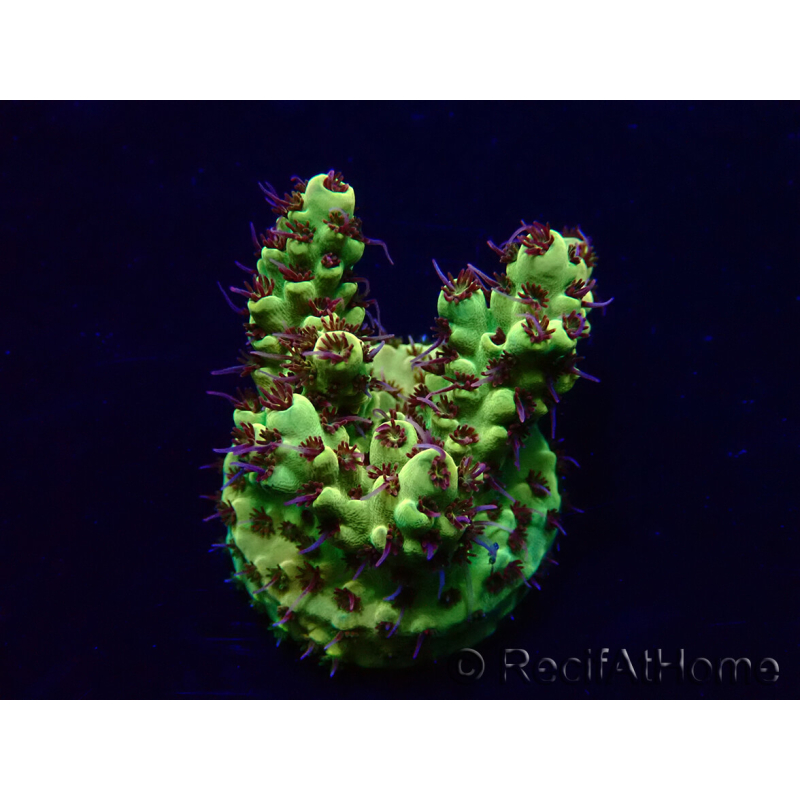 WYSIWYG Acropora tenuis Maricultura aclimatada LED