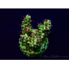 WYSIWYG Acropora tenuis Maricoltura acclimatata a LED