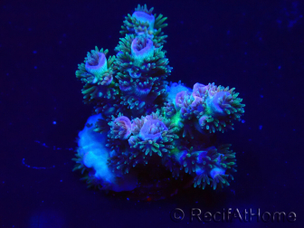 WYSIWYG Acropora tenuis 15B3 Mariculture acclimaté led
