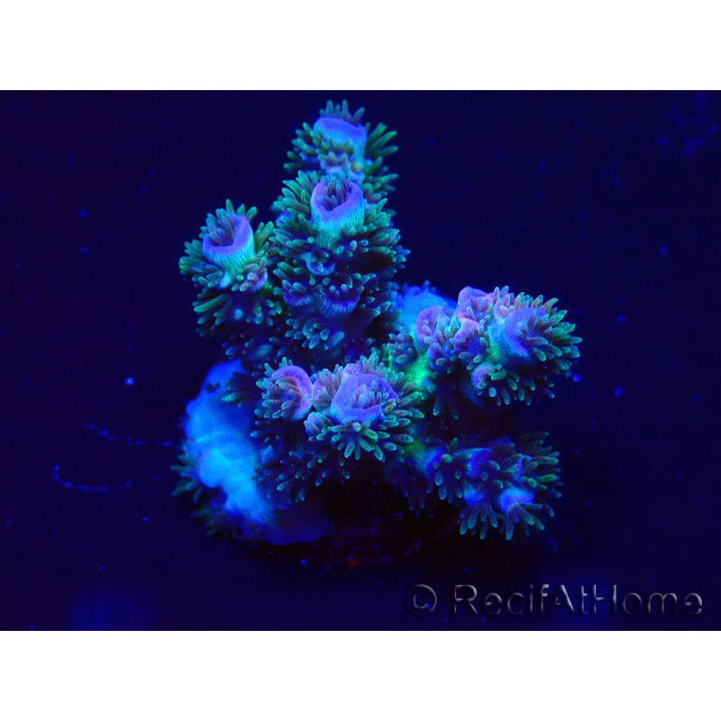 WYSIWYG Acropora tenuis 15B3 Mariculture acclimaté led