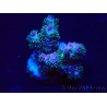 WYSIWYG Acropora Marikultur akklimatisiert LED