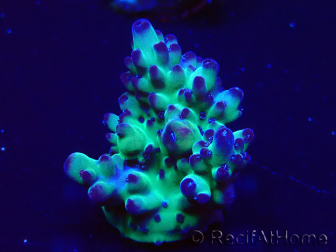 WYSIWYG Acropora Maricultura aclimatada LED