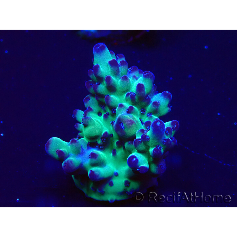 WYSIWYG Acropora Marikultur akklimatisiert LED