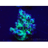 WYSIWYG Acropora granulosa 15B10 Mariculture acclimaté led