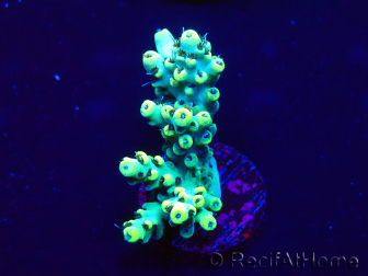 WYSIWYG Acropora Maricultura aclimatada LED