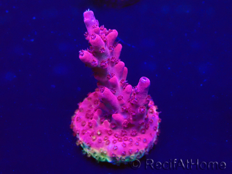 WYSIWYG Acropora 15C6 Mariculture acclimaté led