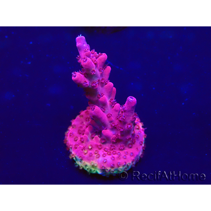 WYSIWYG Acropora Maricultura aclimatado led