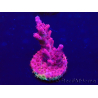 WYSIWYG Acropora Maricultura aclimatado led