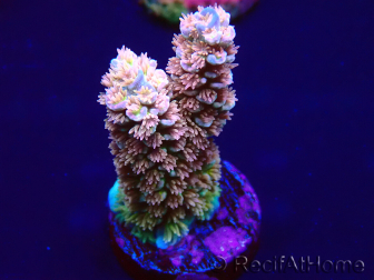 WYSIWYG Acropora Marikultur akklimatisiert LED