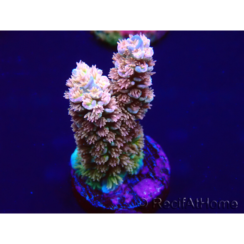WYSIWYG Acropora tenuisMariculture acclimaté led