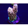 WYSIWYG Acropora tenuisMariculture acclimated LED