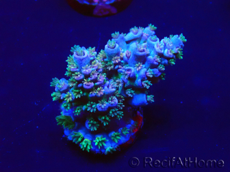 WYSIWYG Acropora acclimatato a led