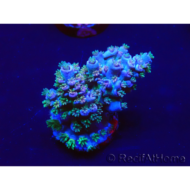 WYSIWYG Acropora acclimaté led