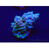WYSIWYG Acropora acclimaté led