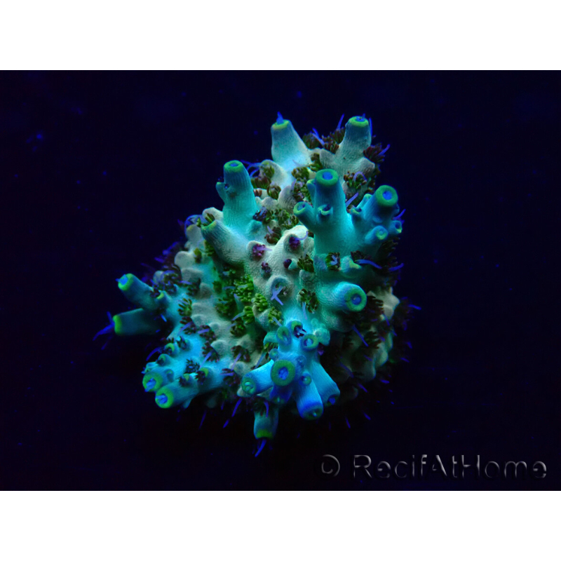 WYSIWYG Acropora Maricoltura acclimatata led