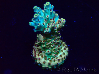 WYSIWYG Acropora Marikultur akklimatisiert LED